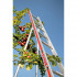 Echelle fruitière aluminium Echelle fruitière aluminium